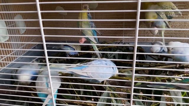 Продолжение весеннего праздника у стаи волнистых попугайчиков смотреть онлайн