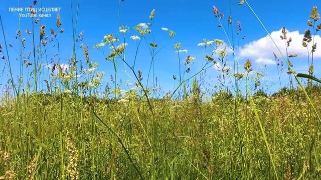 ПЕНИЕ ЗЯБЛИКА,ТРЯСОГУЗКИ И ПЕНОЧКИ ТЕНЬКОВКИ ПРЕКРАСНО СНИМАЕТ НЕРВНОЕ НАПРЯЖЕНИЕ И УСПОКАИВАЕТ.