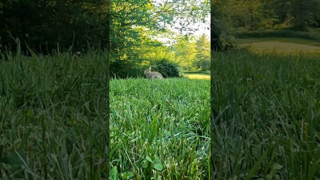 Green grass singing birds and sunbeams.  Perfect day for a bunny! 