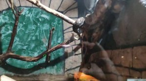 зоопарк Баба Фрося в Астрахани ч.2