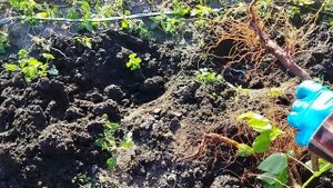 Как посадить саженец малины с открытой корневой системой.