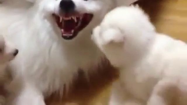 Samoyed puppy / Самоедская лайка щенки