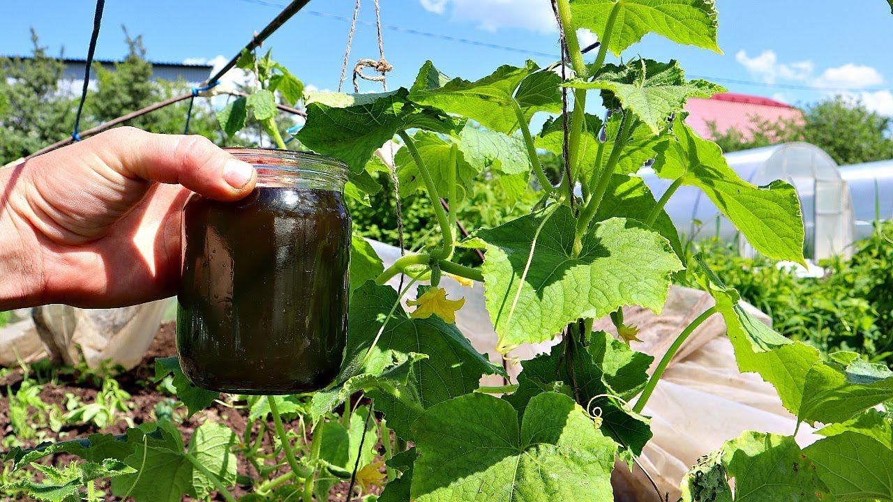 Подкормка огурцов пивом. Огуречная грядка. Огуречная грядка из бочки. Огуречная настойка.