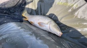 В гостях у друзей на К-28, "Охота за трофеем" коллаборация Strong Fish и Master Carp