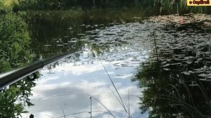РЫБАЛКА на ЖИВЦА (малька)Самый эффективный способ поймать живца. Рыболовная снасть для ловли малька