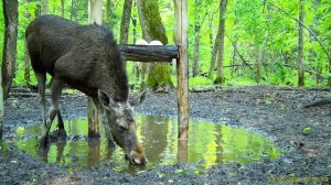 "Калужские засеки". Лось пьёт солёную воду