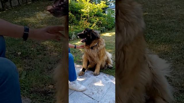 Leonberger Leos dog world, Summer 2022