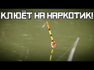 НАСЫПАЛ ЧЕСНОЧНЫЙ НАРКОТИК! Клюёт МАХОМ в наноречке! Рыбалка на поплавок 2023