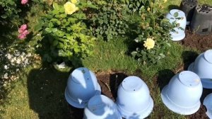 КАК ПРАВИЛЬНО ПОСАДИТЬ САЖЕНЦЫ РОЗ ОСЕНЬЮ? How to transplant a rose?