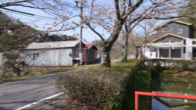 [Весенний пейзаж Окадзаки] Посетите храм Синпуку-дзи и цветущую сакуру Окуямада.