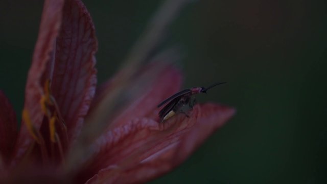 Firefly Experience
