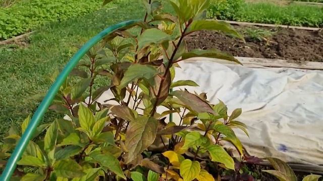 Гортензии из черенков за 1 сезон. Как выросли. Подготовка к зиме. смотреть онлайн