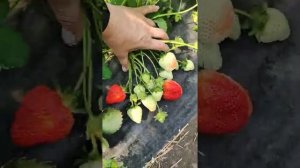 Ультра ранний сорт клубники КСД Флёр. Наш фаворит. Ягода со вкусом детства!)))