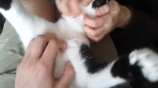 Чешите меня, чешите!.. :) смотреть онлайн