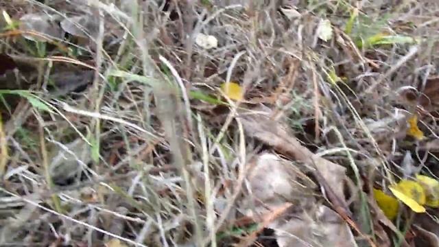 Рядовка обыкновенная часть 1 смотреть онлайн