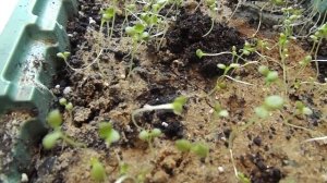 МОИ ОШИБКИ ПРИ УХОДЕ ЗА ВСХОДАМИ НЕМЕЗИИ. УСТРАНЯЕМ ПРОБЛЕМУ ВЫТЯНУТОЙ РАССАДЫ.