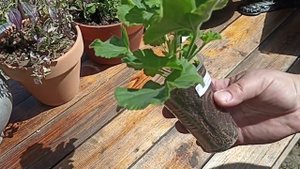 РАСПАКОВКА НОВОЙ ПЕЛАРГОНИИ ЮГ МИМОЛЕТНОЕ ВЕДЕНИЕ