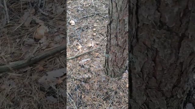 Гриби#козлюк#маслюк# смотреть онлайн