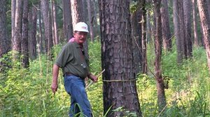 Measuring Tree Height With a Scale Stick