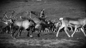АЛЕНЬ И АЛЕНЕВОД. ДЛЯ ЧЕГО НУЖЕН АЛЕНЬ? | отношения саморазвитие мужской канал