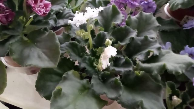 КАК Я СТИМУЛИРУЮ ПОВТОРНОЕ ЦВЕТЕНИЕ У ФИАЛОК ! смотреть онлайн