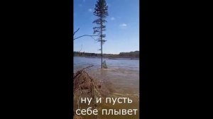 а по реке плывет сосна, ой да по реке.