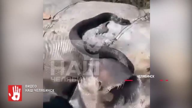 Ядовитая змея пригрелась на теплотрассе прямо в центре Челябинска смотреть онлайн