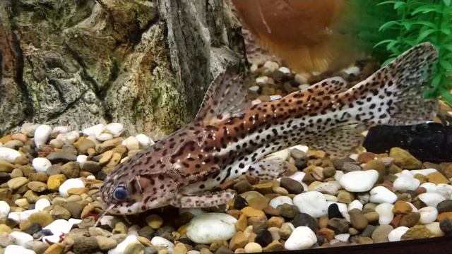 Jaguar Сatfish greedily eats bloodworms / Ягуаровый сомик жадно поглощает мотыля смотреть онлайн
