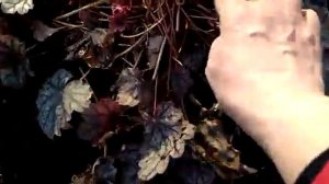 #сад #гейхера / Гейхера " Венус" ( лат.  hеuchera Venus)  после зимы. Маленькие секретикиухода