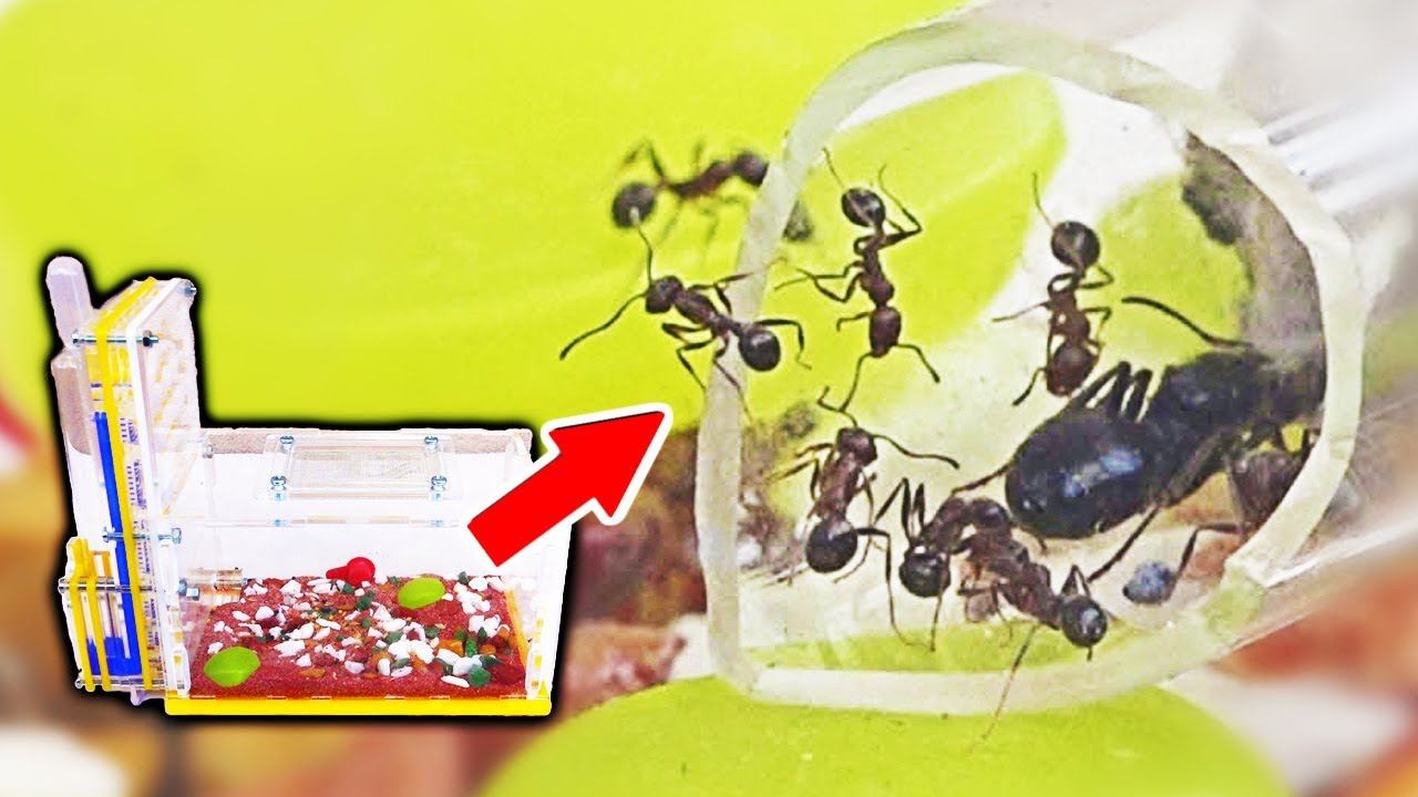 Мои новые Домашние Питомцы! Муравьиная ферма Blackant! Распаковка и заселение! Домашний Формикарий!