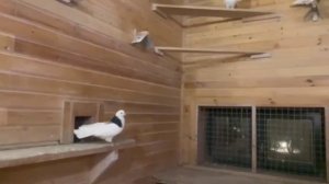 @ Пермские голуби 29.12.2022 Евгений Николаевич   +7 985 923-08-18