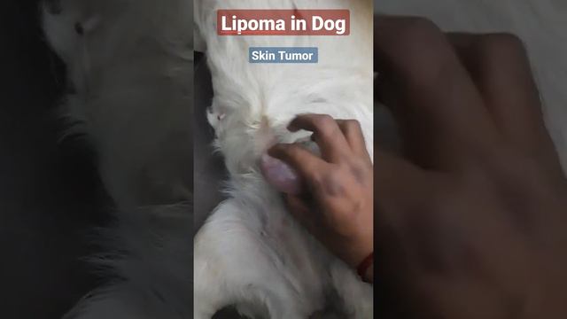 Lipoma in dog