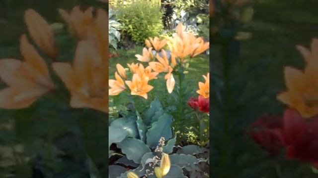 дача 2019 июль 26 смотреть онлайн