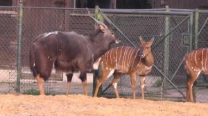 Paarungsritual Nyala