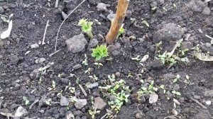 ДЕЛЬФИНИУМ.ОБЗОР ВСХОДОВ ПОДЗИМНЕГО ПОСЕВА.