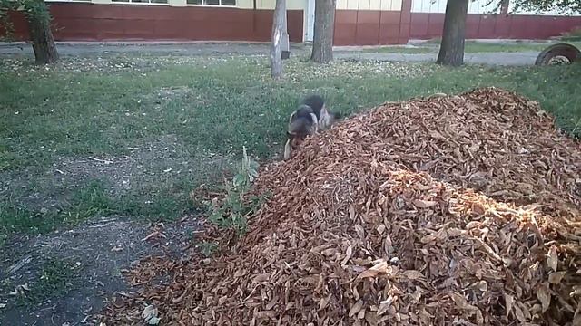 Дрессировка собак. Немецкая овчарка Мира ,команда ищи👃 смотреть онлайн