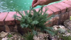 Альпийские растения в гипертуфах. Часть 1. Обзор