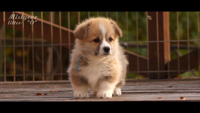 Welsh Corgi Pembroke puppies, Mistycor litter - "O" смотреть онлайн