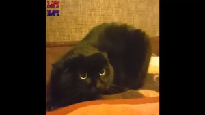 Чёрный Кот Рычит как Монстр Black Cat Monsters