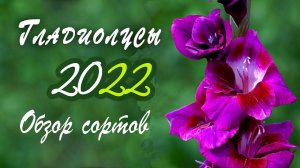 Крупноцветковые гладиолусы для посадки в 2022 году. Обзор сортов