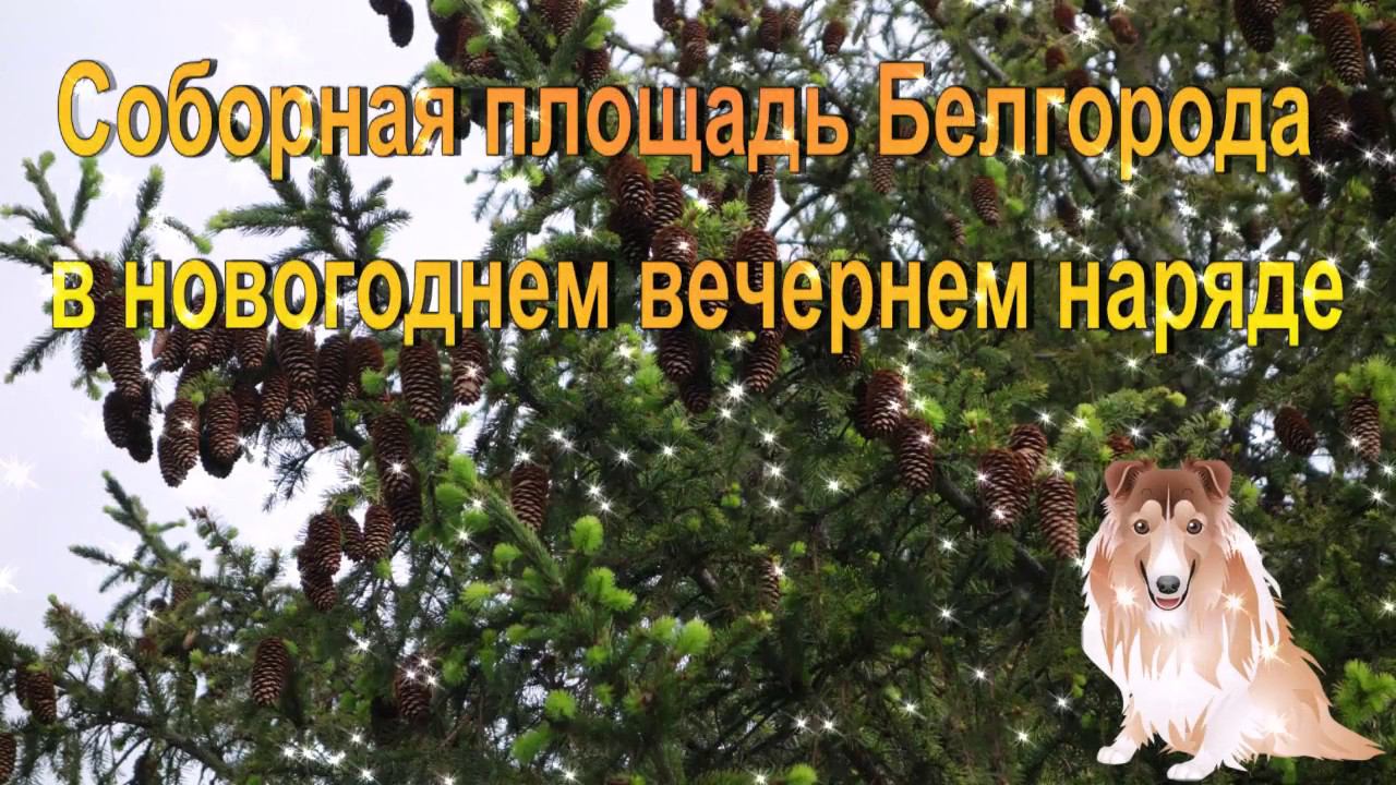 Соборная площадь Белгорода в новогоднем вечернем наряде