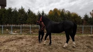 Иноходец! Польша тойлар, биялар ва отлар сотилади! Продаются лошади из Европы!