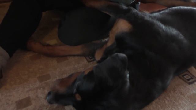 Как почистить уши. Ротвейлер смотреть онлайн