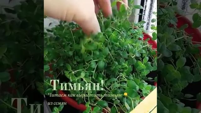 Тимьян из семян смотреть онлайн