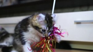 Американский керл. 5 фактов