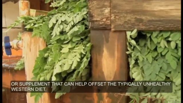 Moringa Benefits Documentary | "The Miracle Tree" | The Most Nutrient-Dense Plant in the World смотреть онлайн