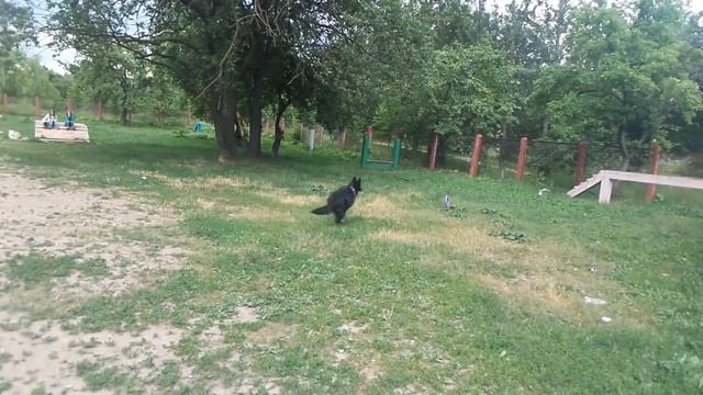 восточно европейская овчарка 8 месяцев смотреть онлайн