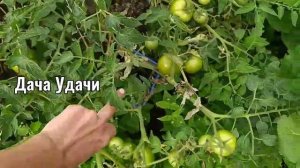 Томат КАНОПУС! Стойкий сорт с буйной урожайностью! Дача Удачи