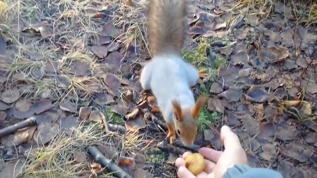 Белки в парке Мончегорска 24 окт 2017 смотреть онлайн