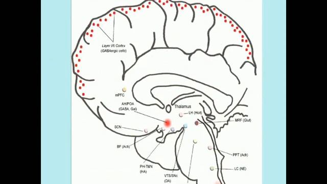 Ковальзон В.М. Новые данные о регуляции цикла бодрствование-сон смотреть онлайн